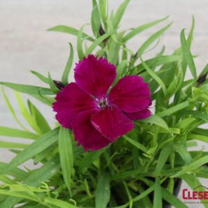 DIANTHUS - CORONET PURPLE