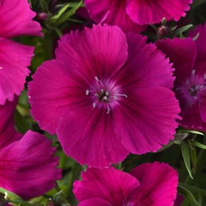 DIANTHUS - CORONET PURPLE