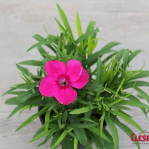 DIANTHUS - CORONET ROSE