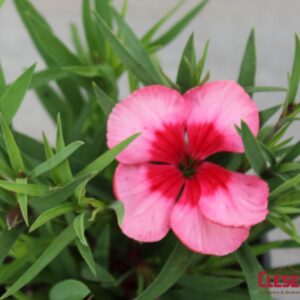 DIANTHUS - CORONET STRAWBERRY