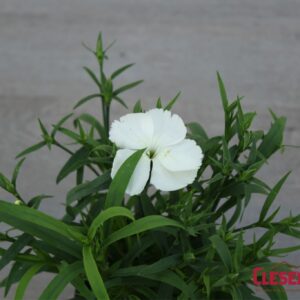DIANTHUS - CORONET WHITE
