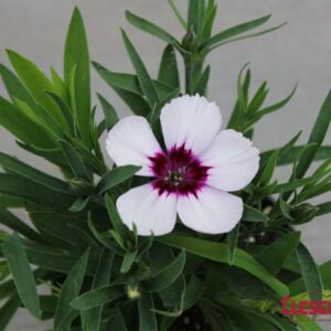 DIANTHUS - CORONET WHITE W/PURPLE EYE