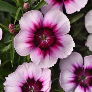 DIANTHUS - CORONET WHITE W/PURPLE EYE