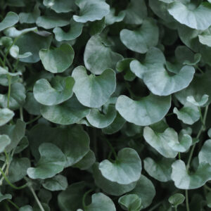 DICHONDRA - SILVER FALLS