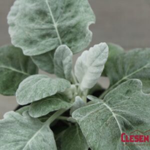 DUSTY MILLER - CIRRUS