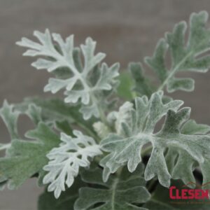 DUSTY MILLER - SILVERDUST