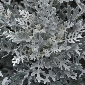DUSTY MILLER - SILVERDUST
