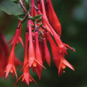 FUCHSIA - UPRIGHT GARTENMEISTER