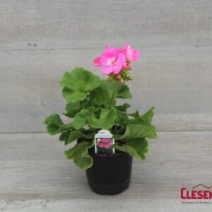 GERANIUM - AMERICANA PINK 4IN