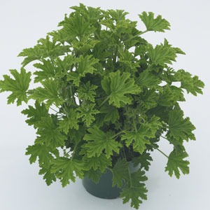 CITRONELLA - GERANIUM 4IN