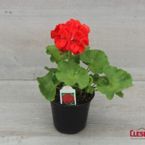 GERANIUM - PATRIOT BRIGHT RED 4IN