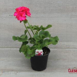 GERANIUM - PATRIOT CHERRY ROSE 4IN