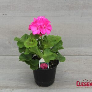 GERANIUM - PATRIOT  ROSE PINK 4IN
