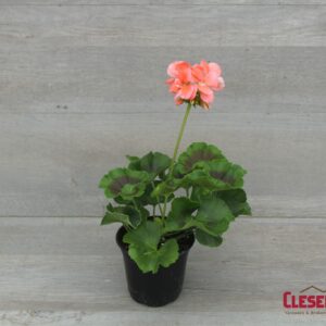 GERANIUM - PATRIOT  SALMON 4IN