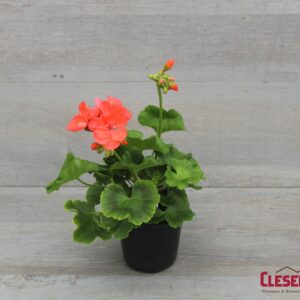 GERANIUM - PATRIOT  WATERMELON 4IN