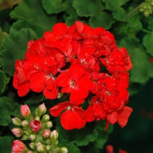GERANIUM - PATRIOT  WATERMELON 4IN