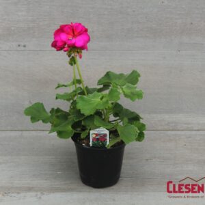 GERANIUM - ROCKY MOUNTAIN VIOLET 4IN