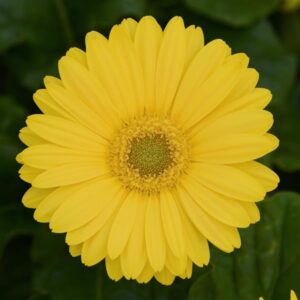 GERBERA DAISY - REVOLUTION YELLOW