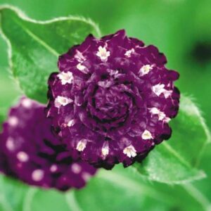 GOMPHRENA - LAS VEGAS PURPLE