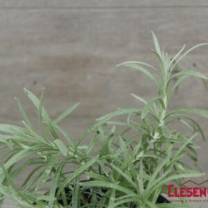HELICHRYSUM - ICICLES