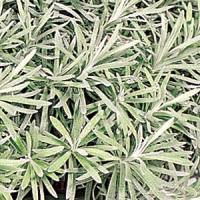 HELICHRYSUM - ICICLES