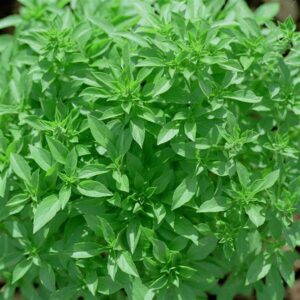 BASIL - GREEK
