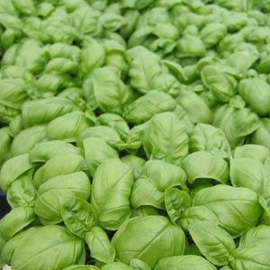 BASIL - SWEET GENOVESE