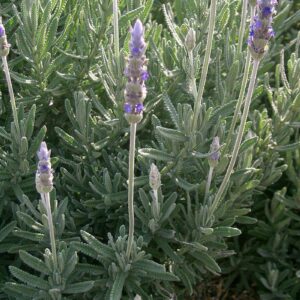 LAVANDER - FRENCH DENTATA