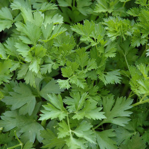 PARSLEY - ITALIAN