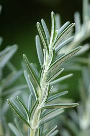 ROSEMARY - OFFICINALIS