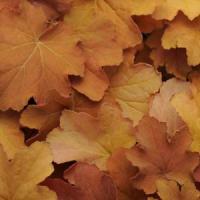 HEUCHERA - CARAMEL