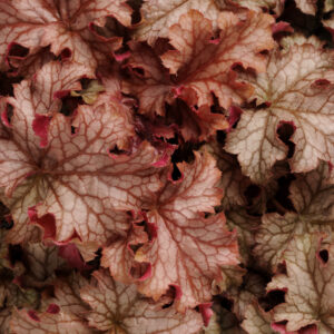 HEUCHERA - CARNIVAL PEACH PARFAIT