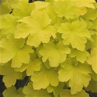 HEUCHERA - CITRONELLE