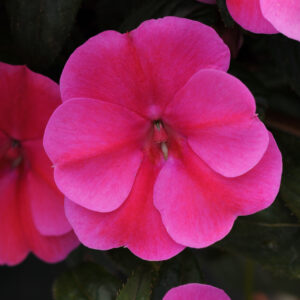 IMPATIENS BOUNCE - PINK FLAME