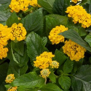 LANTANA - BANDOLISTA PINEAPPLE