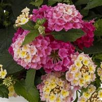 LANTANA - BANDOLISTA PINK LEMONADE