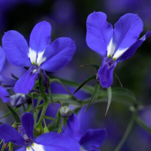 LOBELIA - TECHNO UPRIGHT DARK BLUE