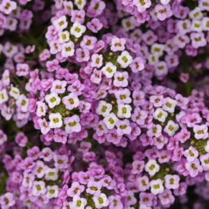 LOBULARIA - EASY BREEZY PINK