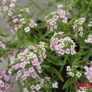 LOBULARIA - EASY BREEZY PINK