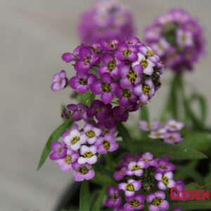 LOBULARIA - EASY BREEZY PURPLE