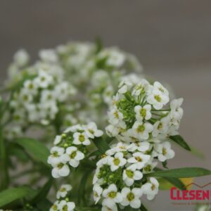 LOBULARIA - EASY BREEZY WHITE
