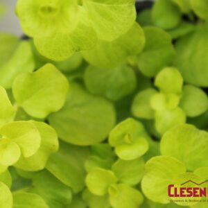 LYSIMACHIA - GOLDII