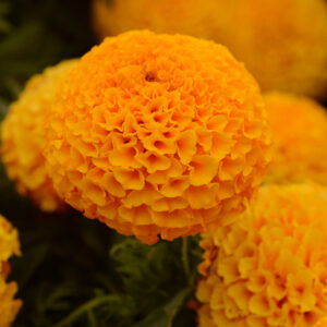 MARIGOLD - TAISHAN ORANGE