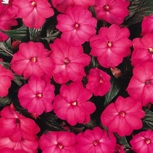 NEW GUINEA IMPATIEN - CELEBRATION DARK LEAF ELECTRIC ROSE