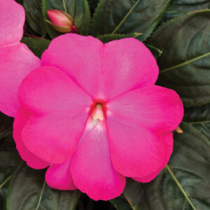 NEW GUINEA IMPATIEN - SUPER SONIC HOT PINK