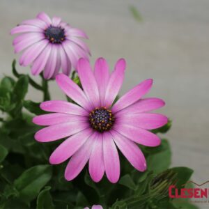 OSTEOSPERMUM - AKILA - LAVENDER SHADES