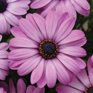 OSTEOSPERMUM - AKILA - LAVENDER SHADES