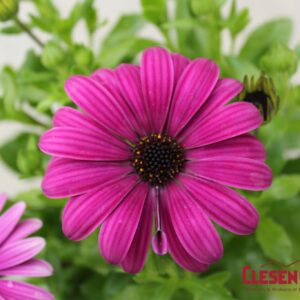 OSTEOSPERMUM - AKILA -PURPLE
