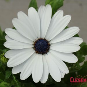 OSTEOSPERMUM - AKILA - WHITE