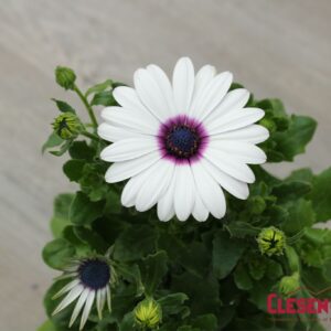 OSTEOSPERMUM - AKILA - WHITE W/PURPLE EYE